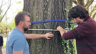 UTEN 1st dendrometer installation @ UGA