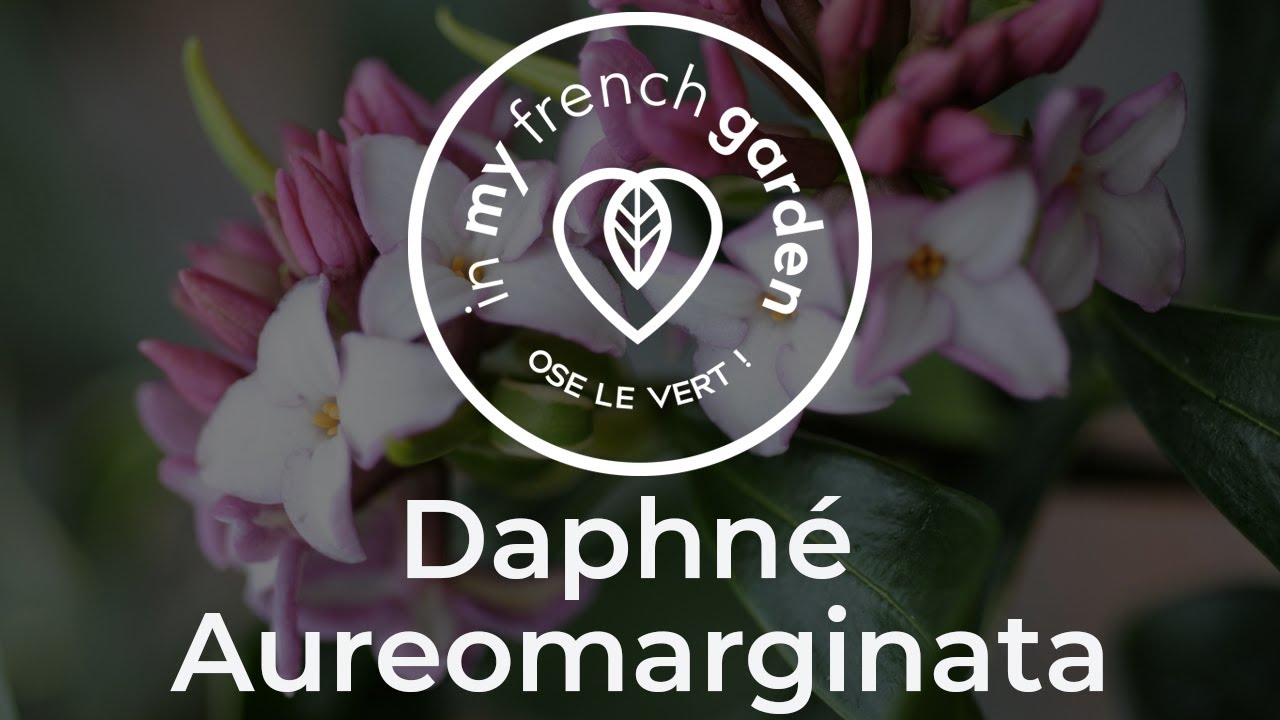Daphné Aureomarginata