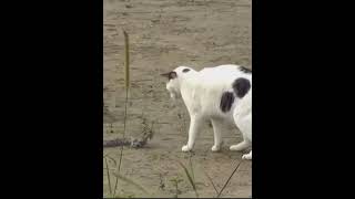 #animals #hunting #cat #snake #nature #ihavethisthingwithplants #lifeisbutadream #whowillbemylif