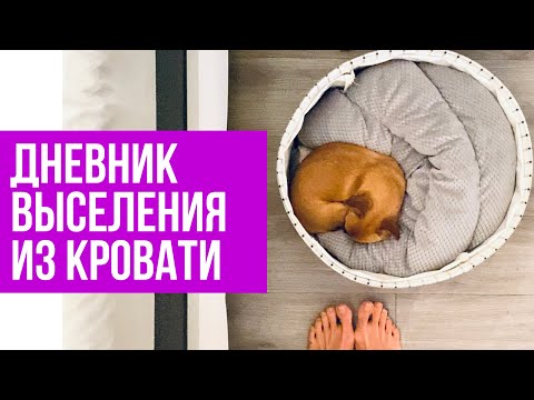 Как приучить собаку спать отдельно. Дневник выселения собаки из кровати #amydog