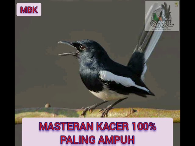 MASTERAN KACER INI 100% burung kacer anda langsung nyaut dengan SUARA KACER INI class=