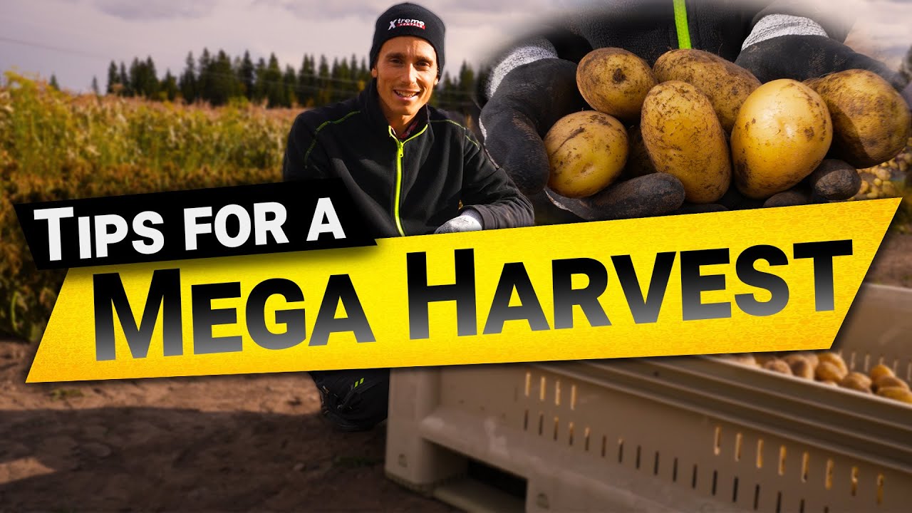 Potato Plenty: Expert Tips for a Mega Harvest!