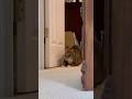#cats #funnycats #catshorts