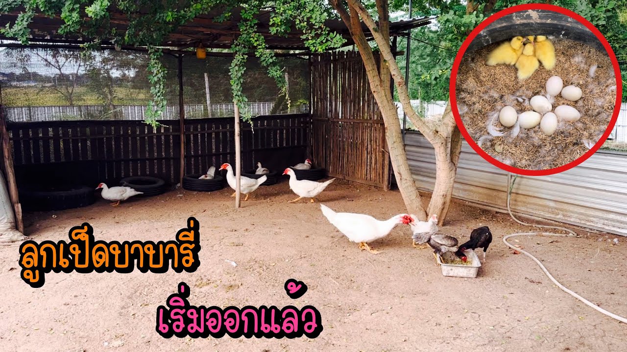 Zing’s Day I ลูกเป็ดบาบารี่เริ่มออกแล้ว