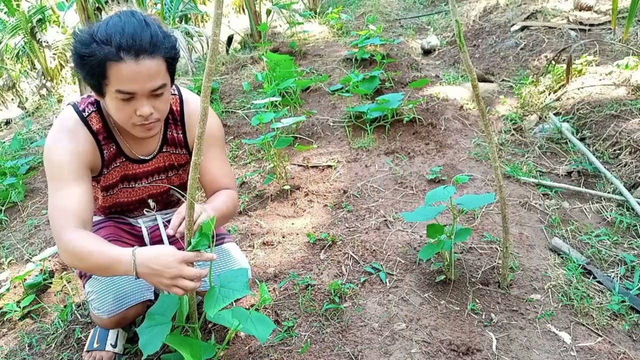 cucumber planting 45days harvest   seeds to harvest using organic fertilizer chicken manure.