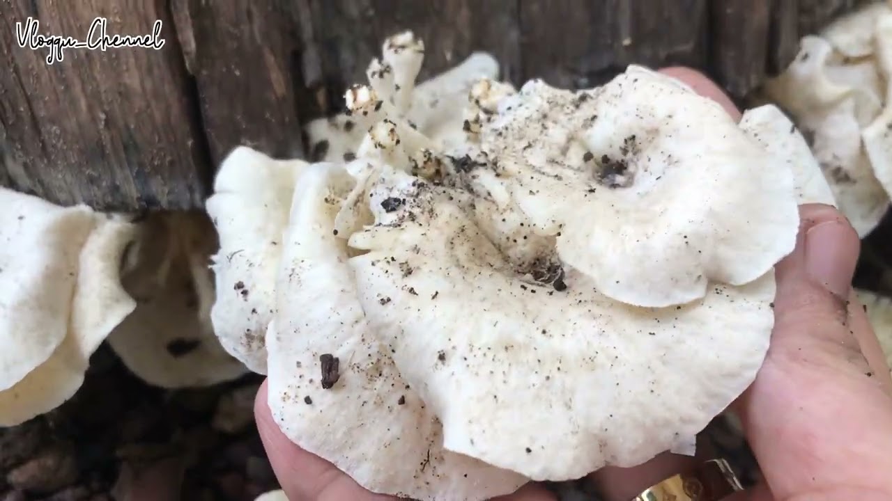 HARUS DICOBA SEKALI SEUMUR HIDUP 😱 JANGAN SAMPAI SALAH | PANEN JAMUR LIAR ‼️