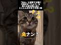 【もう、とにかく、返事が可愛い猫なの】#shorts #猫 #保護猫