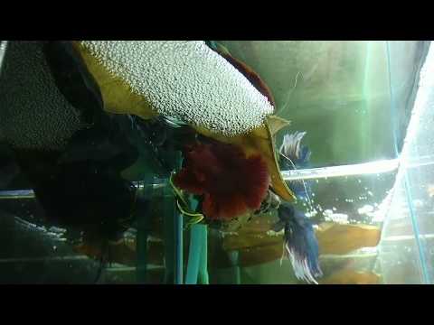Betta fish laying egg - Betta Spawning - Siamese - Betta Breeding
