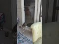 #viral #cat personalized backyard buddies TV.