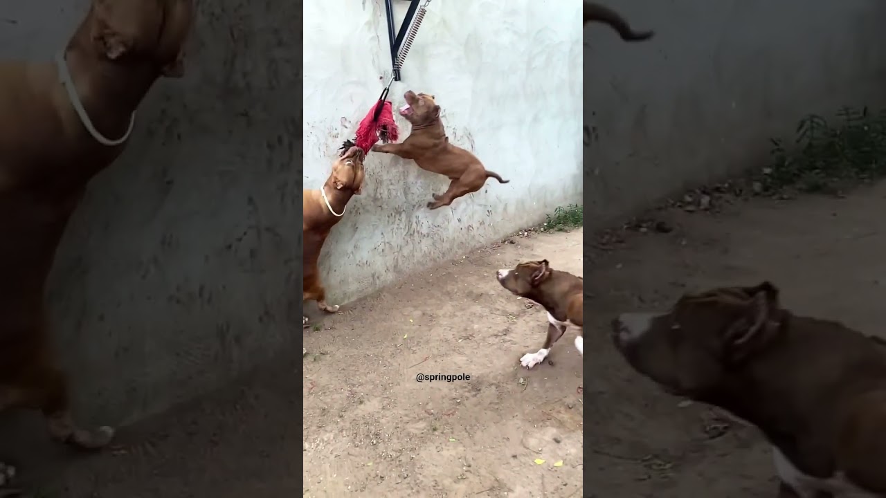 Pit monsters doing springpole workout.💪 