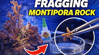 How to Frag SPS Corals