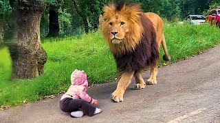 İnsanla Karşılaşan Vahşi Hayvanlar Bakın Ne Yapıyor Kameraya Yakalanan Mucize