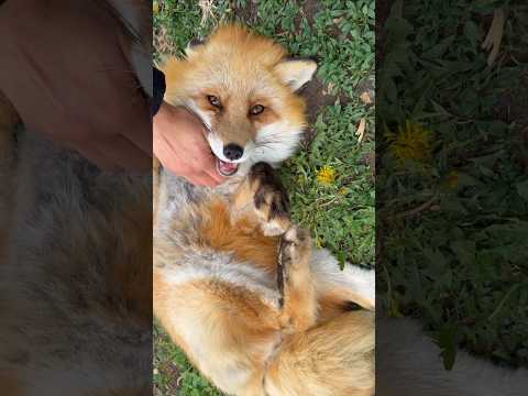 Good morning happy Dixie fox!