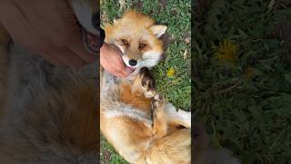 Good morning happy Dixie fox!
Good morning happy Dixie fox! Good morning happy Dixie fox!