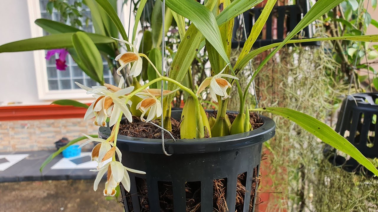กล้วยไม้ป่าเอื้องหมาก ( Coelogyne trinervis Lindl )