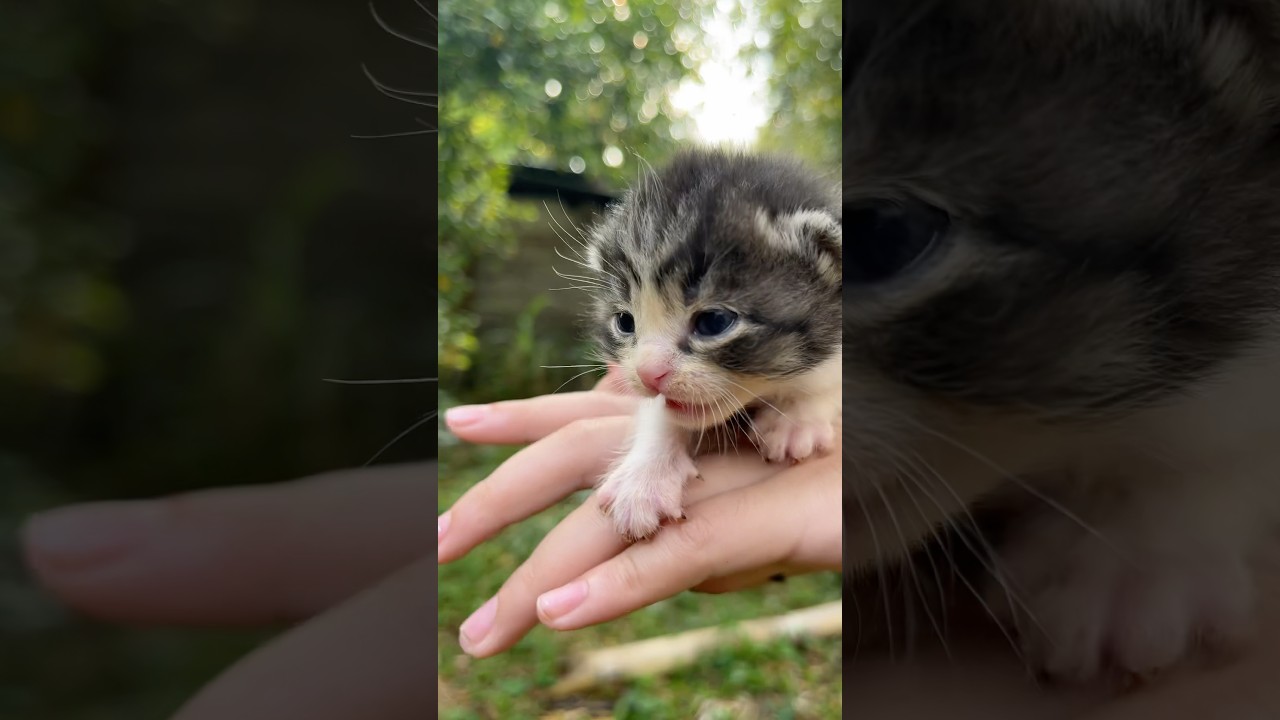 Suara Kucing Dengar Musik, Joget Lucu! 🙀 