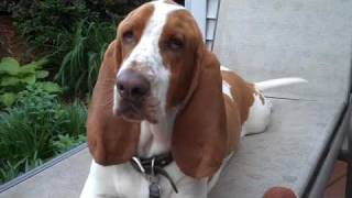 Gus Screen Test