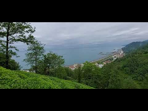 Karadenizde  çay manzara videosu