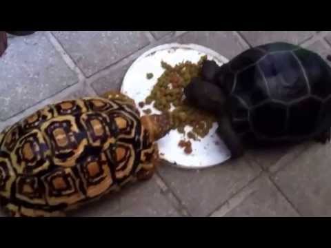 好吃的komodo飼料
