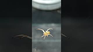 Spider friends helping in my garden #spider #help #garden #cleanup #fypシ