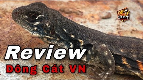 REVIEW | Nuôi DÔNG CÁT VN làm thú cưng | VN PET KEEPER