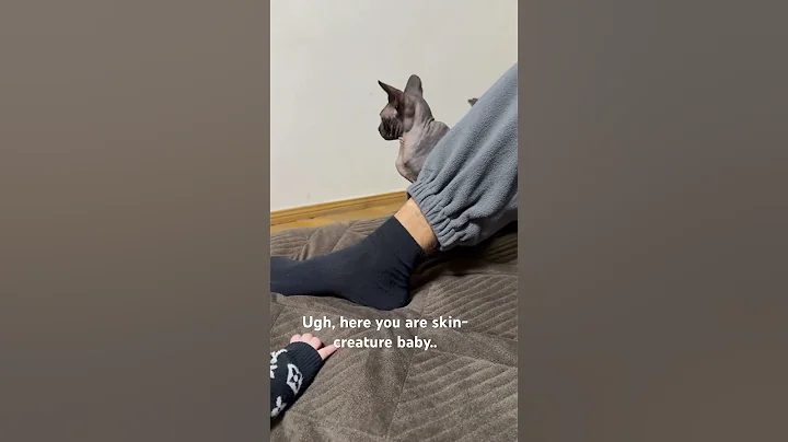 Video 10880291: sphynx cat baby, sphynx funny cat animals