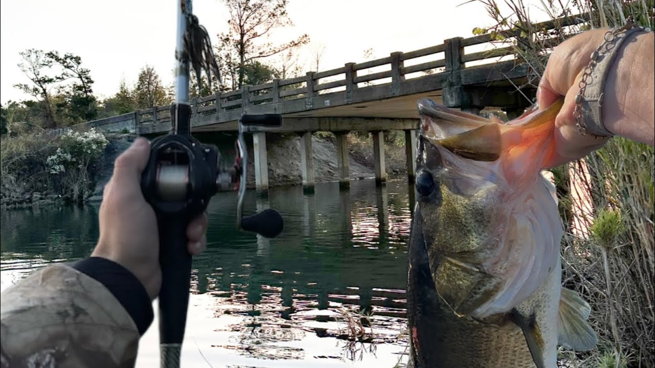 Рыбалка с берега на гигантского окуня!!!!!