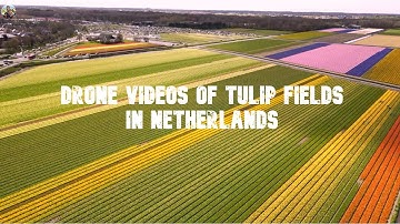 Drone Shots of Tulip Fields | Keukenhof Tulips | Lisse | Amsterdam | 4K