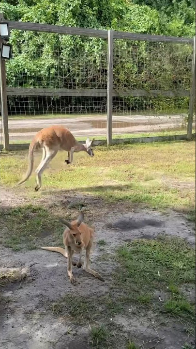 Kangaroo Jumping Around🦘#kangaroo #kangaroos #redkangaroo #wallabies #animal #animals #fyp