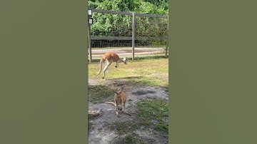 Kangaroo Jumping Around🦘#kangaroo #kangaroos #redkangaroo #wallabies #animal #animals #fyp