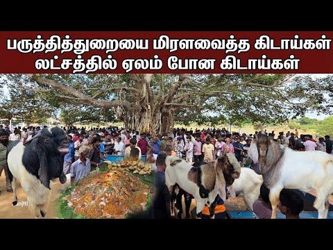 🛑 பருத்தித்துறையை மிரளவைத்த கிடாய்கள்  லட்சத்தில் ஏலம் போன கிடாய்கள்