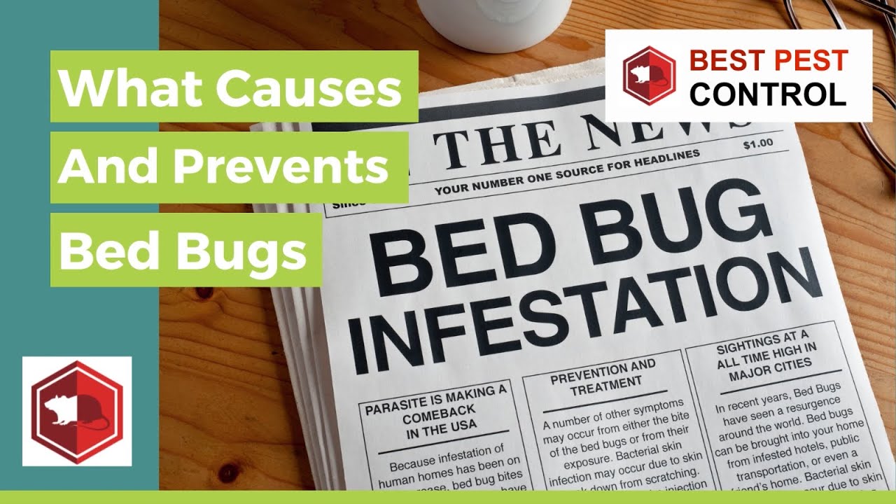 BED BUG CONTROL LONDON FAST, RELIABLE SOLUTIONS FROM BEST PEST
