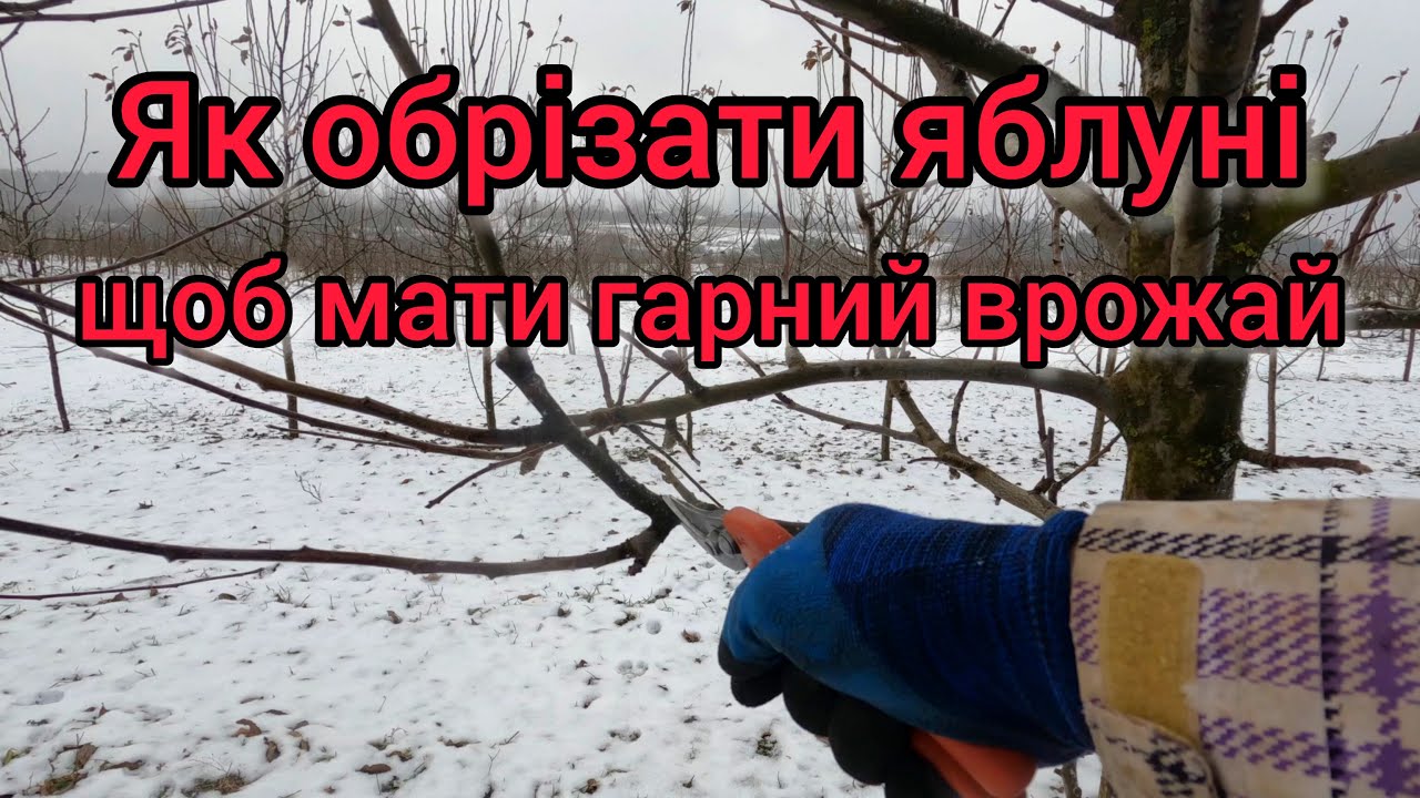Як обрізати яблуні. Обрізка саду. Правильна обрізка яблуні. Як обрізати сад для гарного врожаю