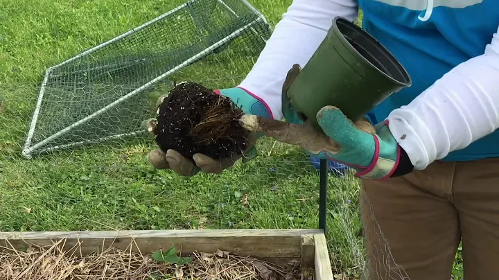 Gardening with Heather  Growing Strawberries