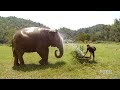 Elephant Nature Park Pamper a Pachyderm Full Day Chiang Mai 13 MAY 2017 Eken H8 Plus