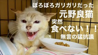 [沖縄保護猫]#7 ぼろぼろガリガリだった元野良猫ディノ、突然2日間食べなくなりプチパニック無言の猛抗議の理由。