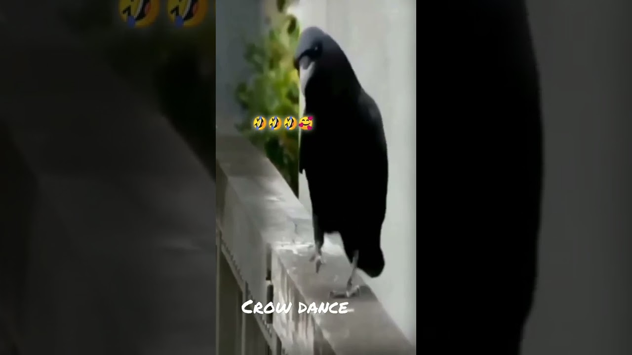 #crow