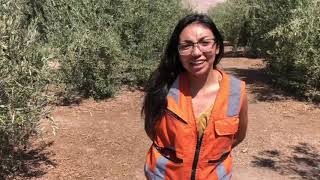 Trabajo, investigación a cerca de los Olivos en Arica, hecho por estudiantes del Santo Tomás
