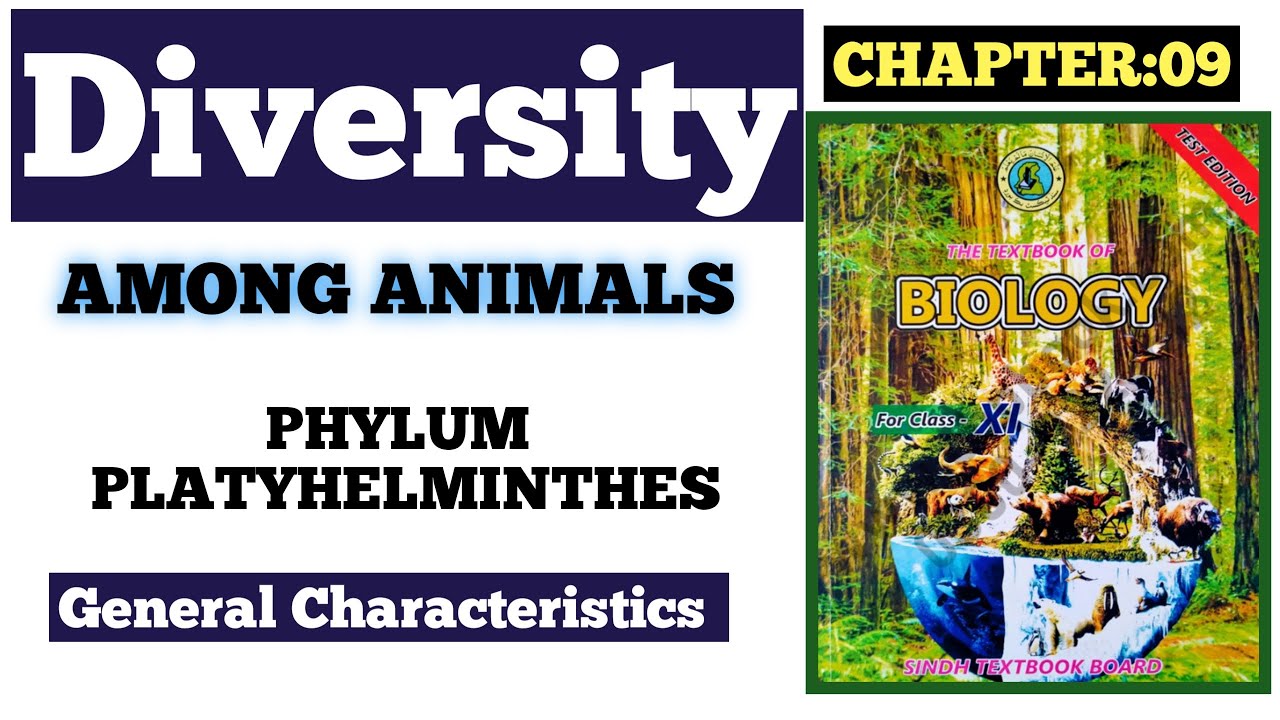 phylum platyhelminthes class 11|class 11 biology chapter 9 diversity ...