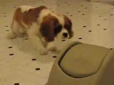 Winston A.: "Devil In Disguise"