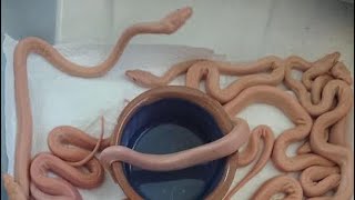 Famous FNL Breakdown #4- How to Breed Olive Pythons Wealth