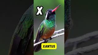 X Things for Kids | Learn Words Starting with X | Short Phonics & English Learning | #abcd #kids