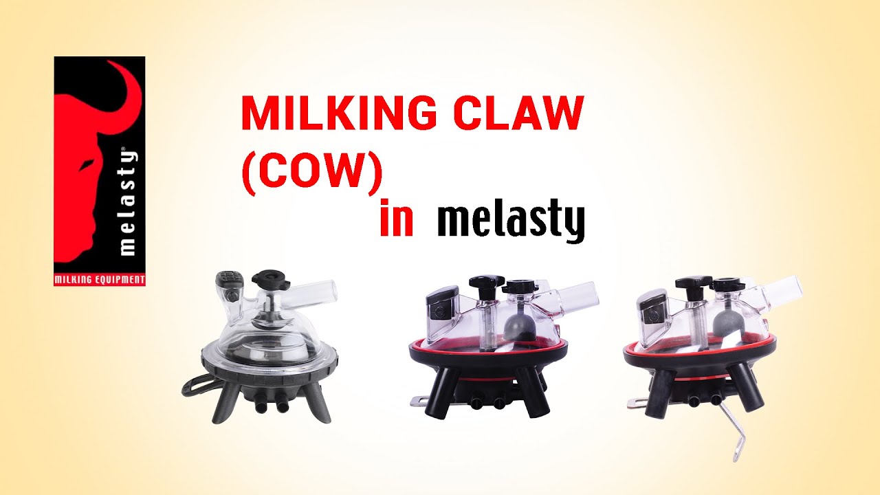 Milking Claw in Melasty