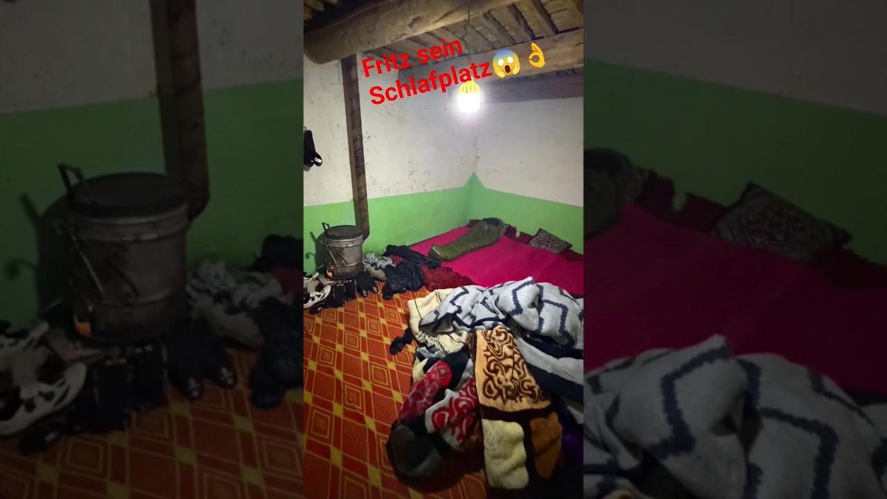 Место для сна Фрица 😴😱 Шорты в Инстаграме 