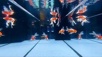 金魚 Youtube