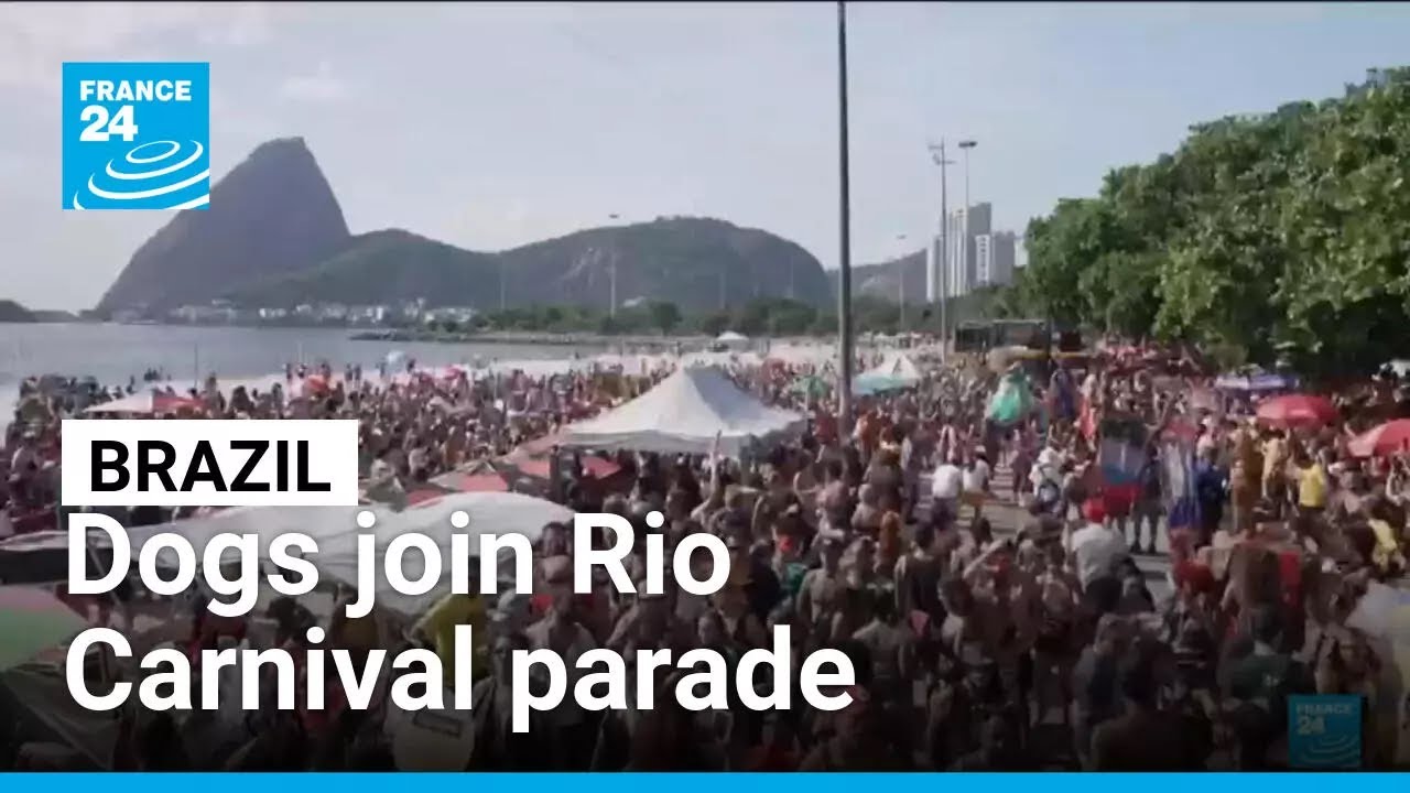 Brazil: Dogs join Rio Carnival parade • FRANCE 24 English