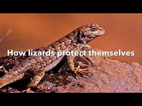 How Lizards Protect Themselves