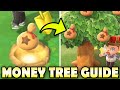 💰 The TRUTH About MONEY TREES + Myth Busting In Animal Crossing New Horizons