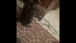 Puppy vs. Kitty!! Both raised by the same mom, supper time smack down! #dobermanpuppy #kitten by The Frugal Farmstead 32 views 1 year ago 16 seconds
