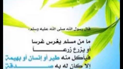 القارئ سعيد دباح سورة عبس said debbah